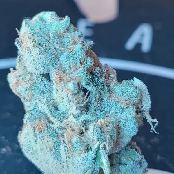 Grape Cake cannabis strain, community photo 5