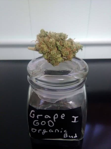 Grape God cannabis strain, community photo 3