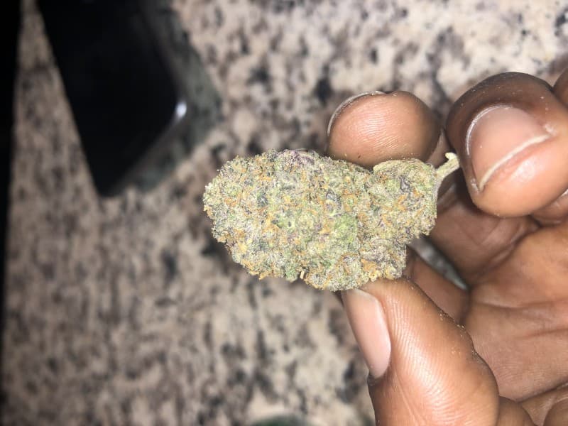 Grape God cannabis strain, community photo 4
