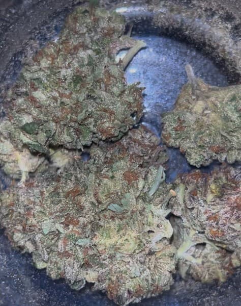 Grape Jelly cannabis strain, community photo 2