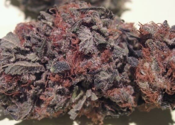 Grape Kush cannabis strain, community photo 4