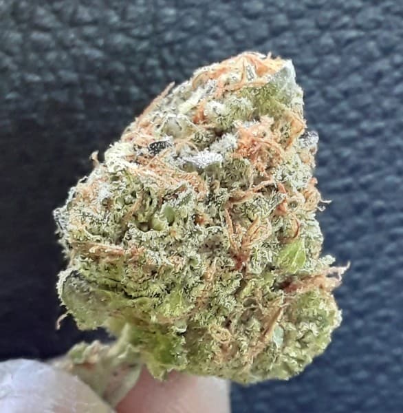 Grape Pie cannabis strain, community photo 2