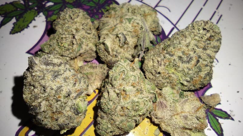 Grape Punch cannabis strain, community photo 3