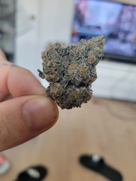 Grape Runtz cannabis strain, community photo 2