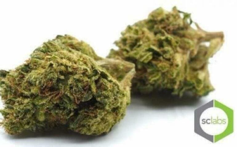 Grapefruit cannabis strain, community photo 3