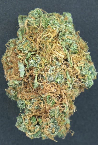 Grapefruit cannabis strain, community photo 4