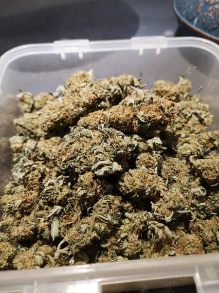 Grapefruit cannabis strain, community photo 7