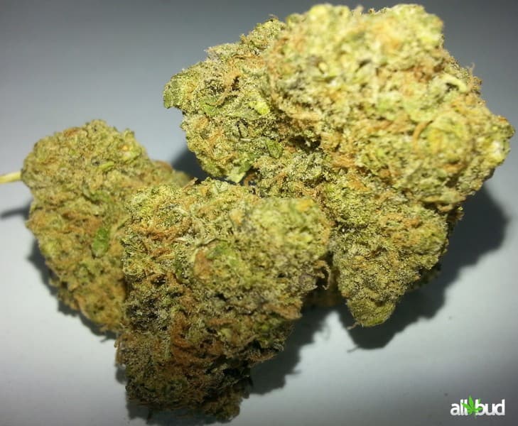 Grapefruit cannabis strain, community photo 8