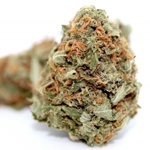 Green Candy cannabis strain, community photo 1