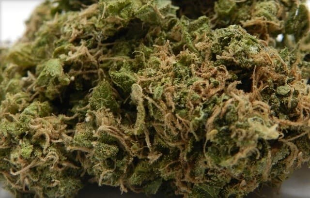 Green Candy cannabis strain, community photo 3