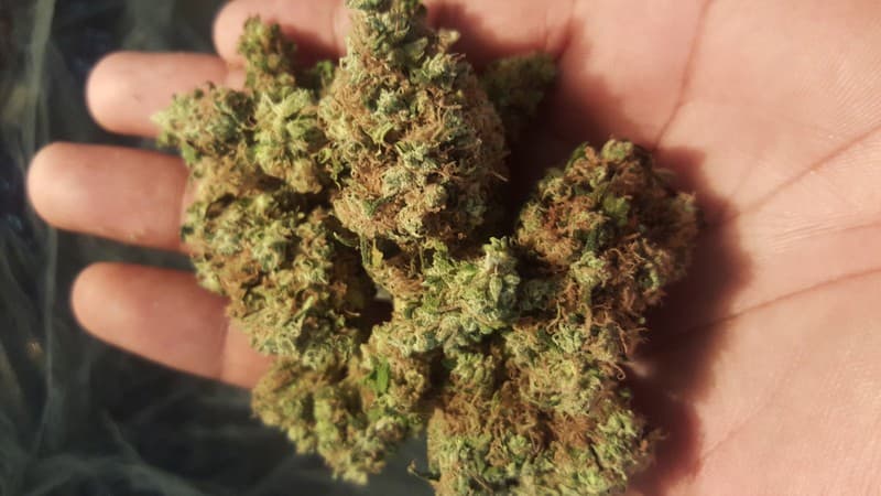 Green Crack cannabis strain, community photo 1