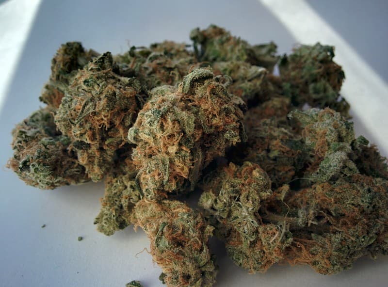 Green Crack cannabis strain, community photo 2