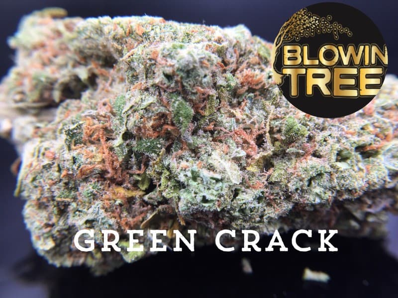 Green Crack cannabis strain, community photo 4