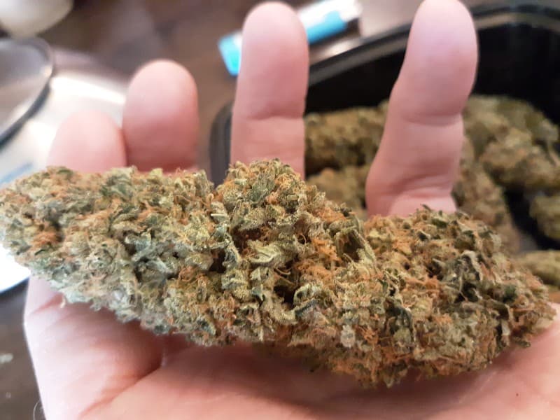Guava Kush cannabis strain, community photo 1