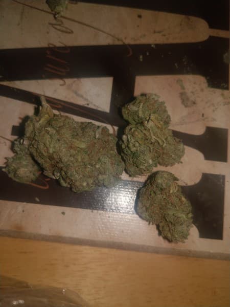 Guava Kush cannabis strain, community photo 2