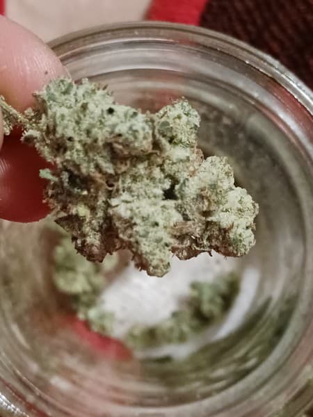 Gucci OG cannabis strain, community photo 2