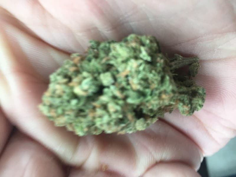 Gumbo cannabis strain, community photo 2