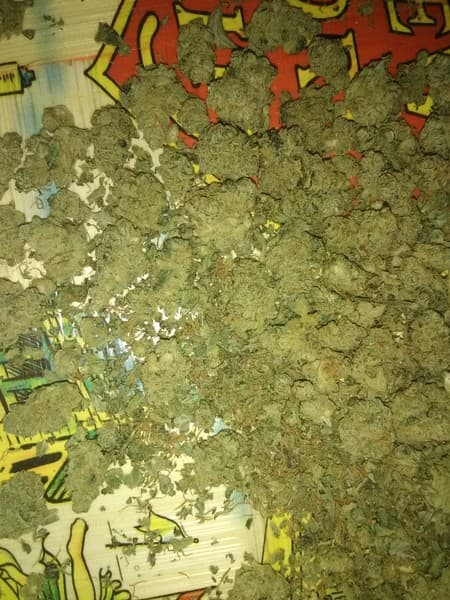 Gumbo cannabis strain, community photo 3
