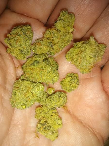 Gumbo cannabis strain, community photo 4