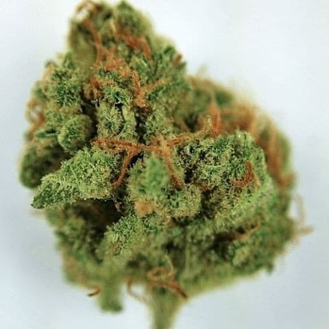 Gumbo cannabis strain, community photo 5