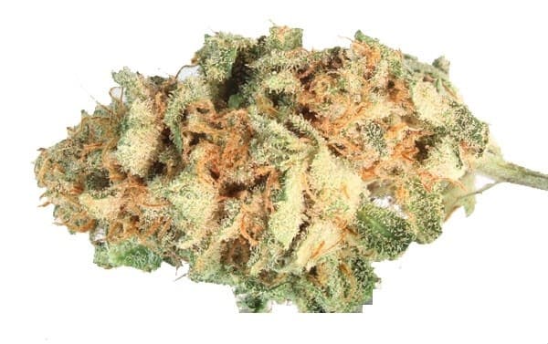 Harlequin cannabis strain, community photo 1