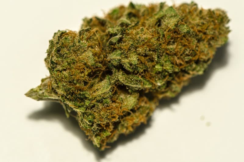 Harlequin cannabis strain, community photo 2