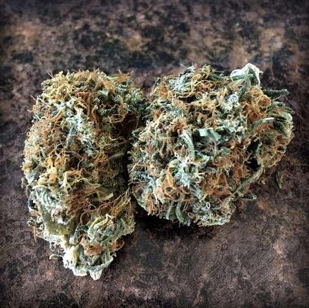 Harlequin cannabis strain, community photo 3