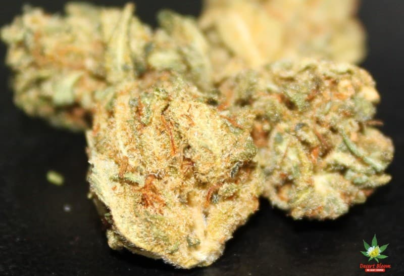 Harlequin cannabis strain, community photo 5