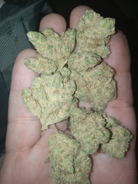 Hawaiian cannabis strain, community photo 1