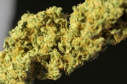 Hawaiian cannabis strain, community photo 4