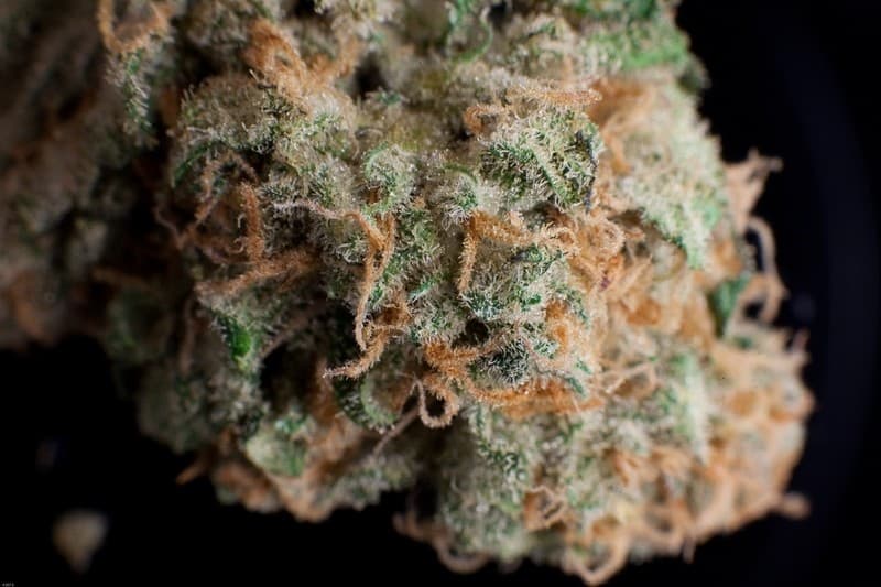 Head Cheese cannabis strain, community photo 1