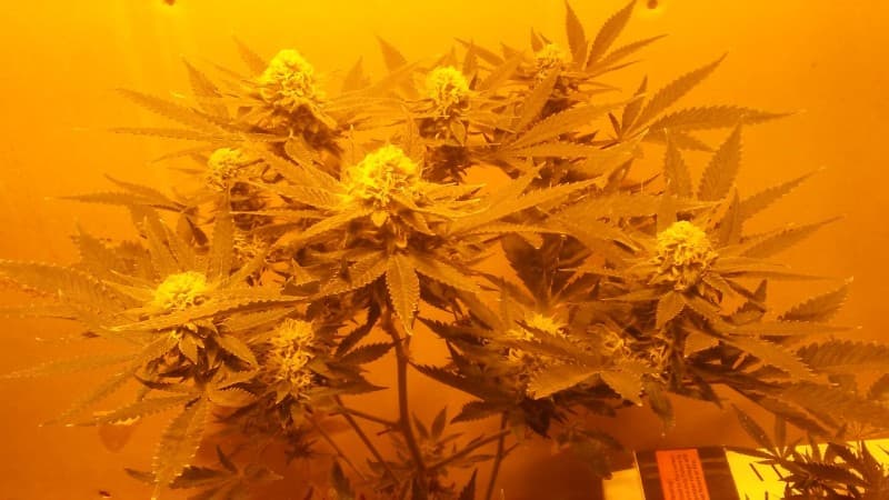 Head Cheese cannabis strain, community photo 2