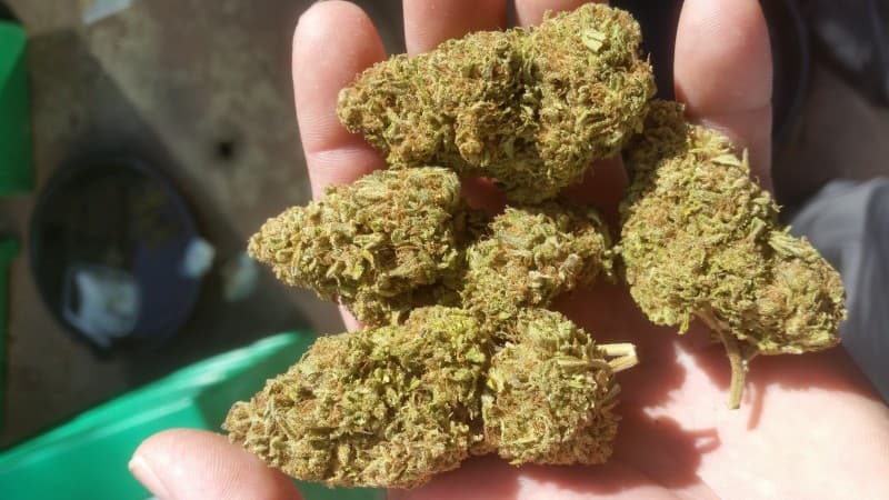 Head Cheese cannabis strain, community photo 3