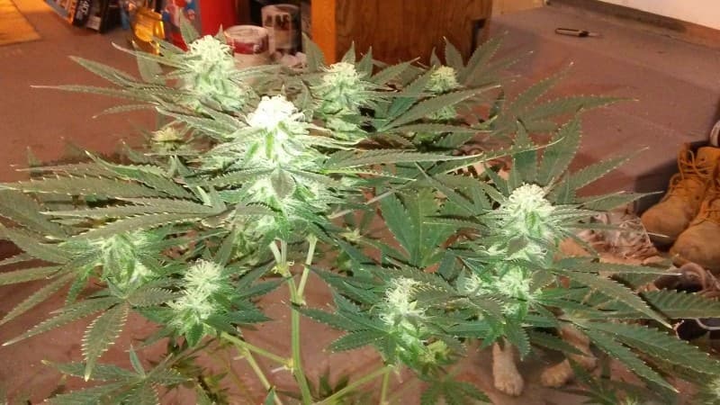 Head Cheese cannabis strain, community photo 4