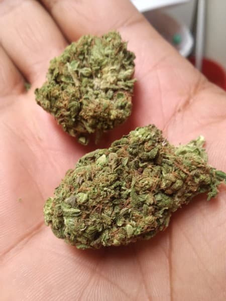 Headbanger cannabis strain, community photo 1
