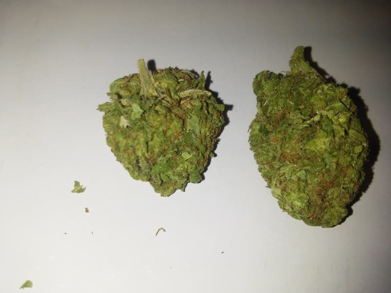 Headbanger cannabis strain, community photo 2