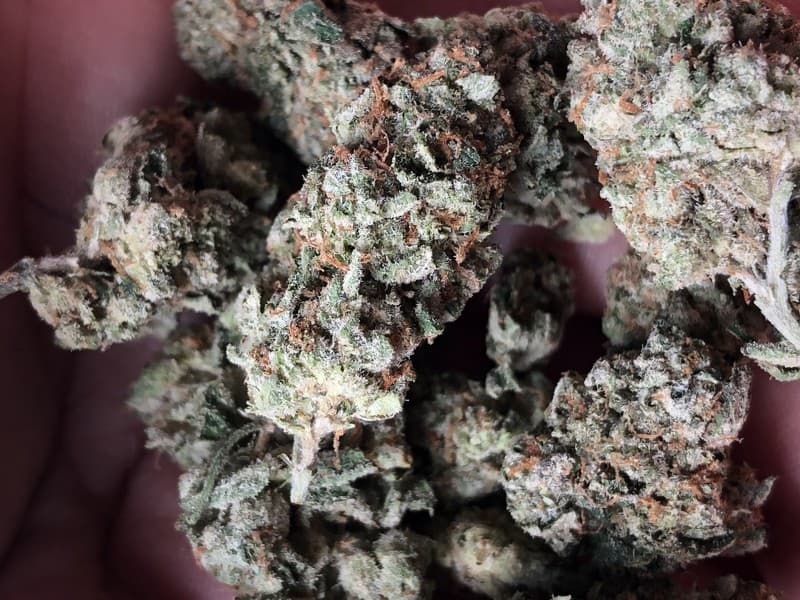 Hindu Kush cannabis strain, community photo 2