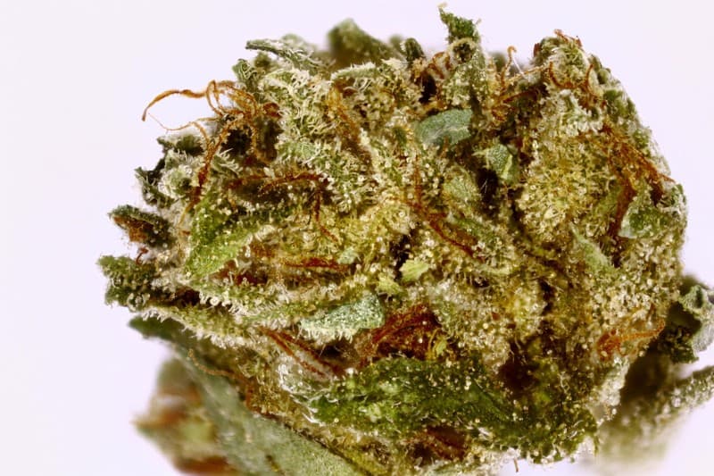 Hindu Kush cannabis strain, community photo 4