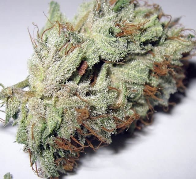 Hindu Kush cannabis strain, community photo 5
