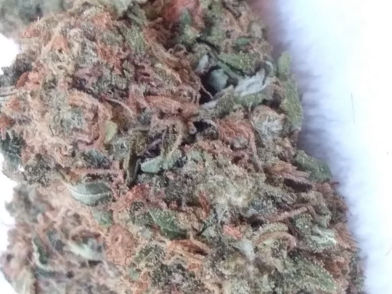 Hindu Kush cannabis strain, community photo 6