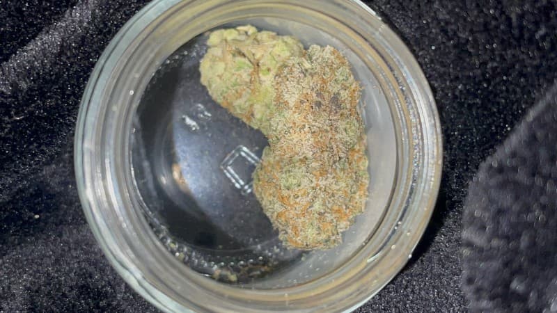 Horchata cannabis strain, community photo 1