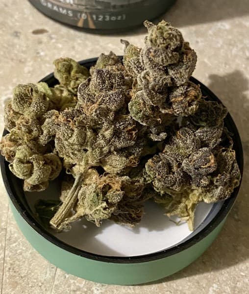 Horchata cannabis strain, community photo 2