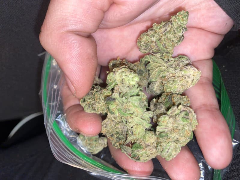 Horchata cannabis strain, community photo 3
