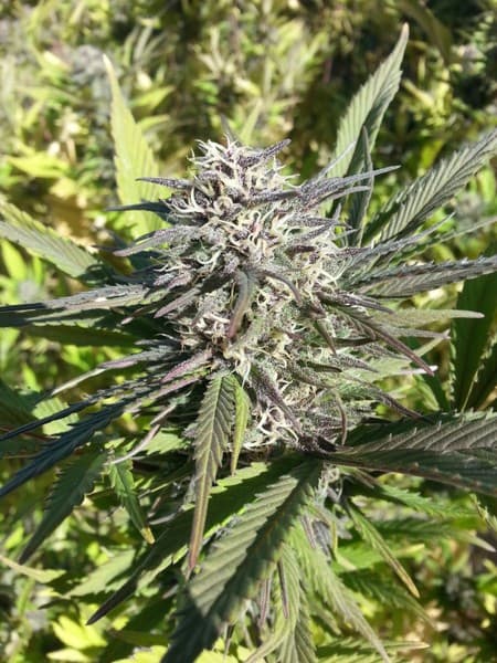 Huckleberry cannabis strain, community photo 2