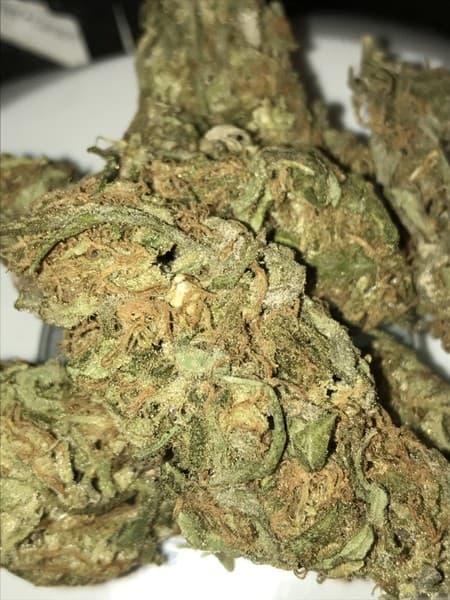 Humboldt cannabis strain, community photo 2