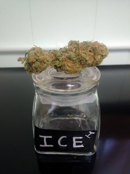 Ice cannabis strain, community photo 1