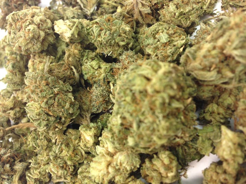 Ice Cream cannabis strain, community photo 2