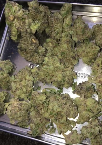Ice Cream cannabis strain, community photo 3