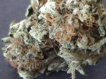 Ice Cream cannabis strain, community photo 4