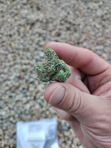 Iced Widow cannabis strain, community photo 1